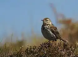 Meadow pipit, Varberg, Halland