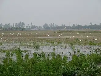 View of Stock Field (Đồng Cò) in 2008.