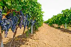 Vineyard in Shabo