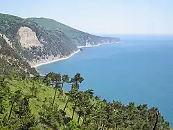 Protected area - Grove of Pines Pitsunda (Dzhanhotsky Bor). In the distance - Sail Rock