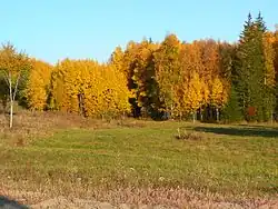 Forest in Nizhneingashsky District
