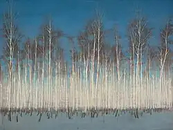 Pavel Otdelnov. Birch grove. 2021