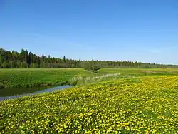 Floodplain of the Bistrica River, Kumyonsky District
