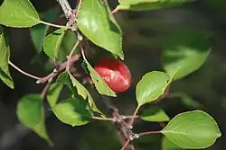 Prunus sibirica (Siberian apricot; hardy to −50&nbsp;°C (−58&nbsp;°F) but with less palatable fruit)