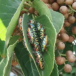 Scutellera amethystina, congregating on Bischofia javanica.