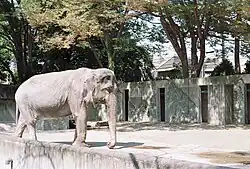 An elephant in a grey concrete enclosure with trees in the background