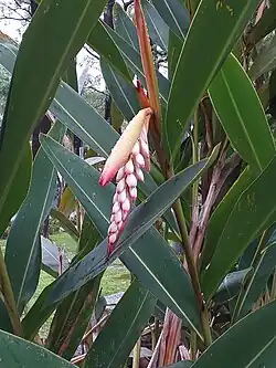 Alpinia zerumbet flower buds protected by two bracts
