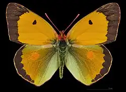 Colias croceus, male