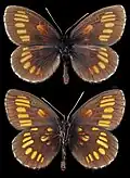 Erebia theano ♂