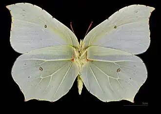 Gonepteryx rhamni ♀ △
