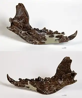 Hemi Mandible on the right side Montréal-du-Gers - MHNT