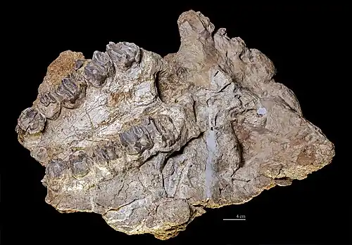 Skull, and palate MHNT