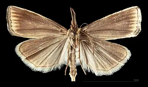 Thisanotia chrysonuchella ♀ △