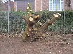 Coppicing (shown here) is similar to topping and pollarding.