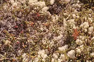 Nordic flora at our feet on Niapiskau island