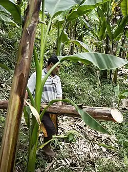 2. Abacá plants are harvested by "topping", cutting the leaves with a bamboo sickle, cutting or "tumbling" the stalks. The leaves are compost on the ground, creating a fertiliser.