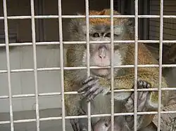 Crab-eating macaque in the minizoo