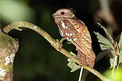 a large-headed, long-tailed, rufous-brown bird with many white markings