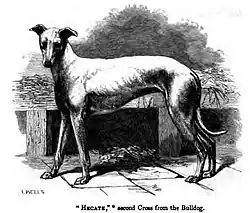 Greyhound/Old English Bulldog second cross