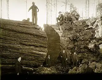 Lower trunk after being cut