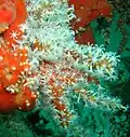 Red fingers (Alcyonium glomeratum) on Inshcape-I wreck, Khurr-Fakkan, UAE