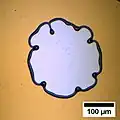 Rim instability in the case of a thicker (200&nbsp;nm) polystyrene film.