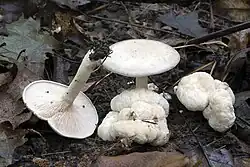 Entoloma abortivum, Canada
