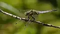 Orthetrum cancellatum