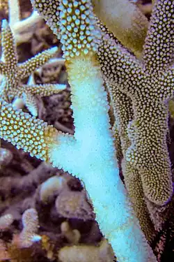 Image 43Acropora with brown band disease, Lizard Island (from Environmental threats to the Great Barrier Reef)