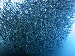 Sardine run in Moalboal