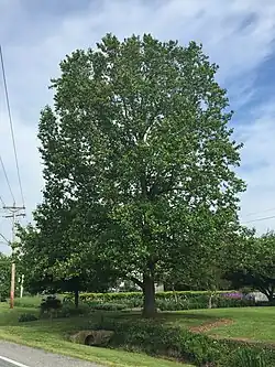 A tulip tree in bloom along Park Hall Road in Park Hall