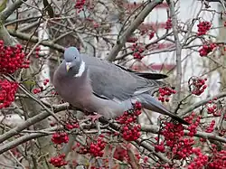 The common wood pigeon (Columba palumbus) is common throughout Europe. This one is eating Cotoneaster frigidus berries.