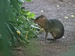 Brown and gray agouti