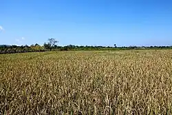 Aldeia Webaba, Raimea