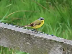 Western yellow wagtail, Vombs Ängar, Skåne