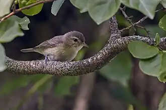 Perched, Connecticut