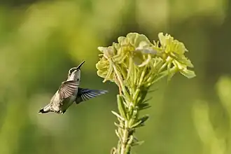 Ruby-throated Hummingbird