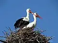 Stork