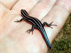 Part of the tail regrowing