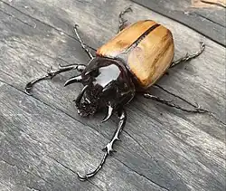 This was found in the wilderness north of Liuzhou, Guangxi, China