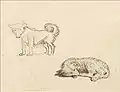 "Studies of Wool Dogs and Interior Furnishing" ca. April-June 1847 by Paul Kane (Royal Ontario Museum)