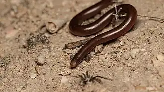 Along edges of coastal shrub land at Thompson Beach SA, ~50&nbsp;km north of Adelaide.