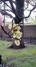 Samarae of same