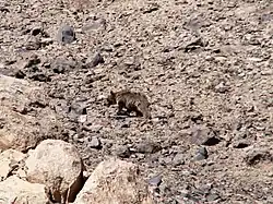 Syrian brown bear (Ursus arctos syriacus) in Lar National Park, northern Iran