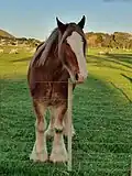 A clydesdale horse at Ambury Regional Park.