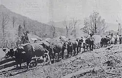 A fine bullock team, 1898