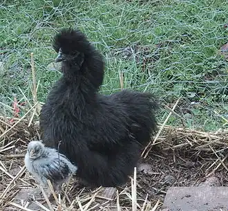 A black hen with a non-Silkie chick