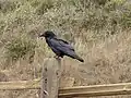 A raven stands on a fence post along the Tennessee Valley trail.