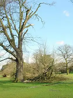 Branches broken off a tree in Wythenshawe Park, Manchester, England. Windthrown tree in background