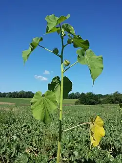 Upright plant with a single stem with a blue sky in the background and a field of broad leaved plants. The leaves on the plant are widely spaced and attached to the main stem by leaf stems longer than the leaves. The leaves are large and heart shaped, largest towards the bottom of the stem and smaller towards the top. The upper leaves have a substantial rough capsule attached just above each leaf.